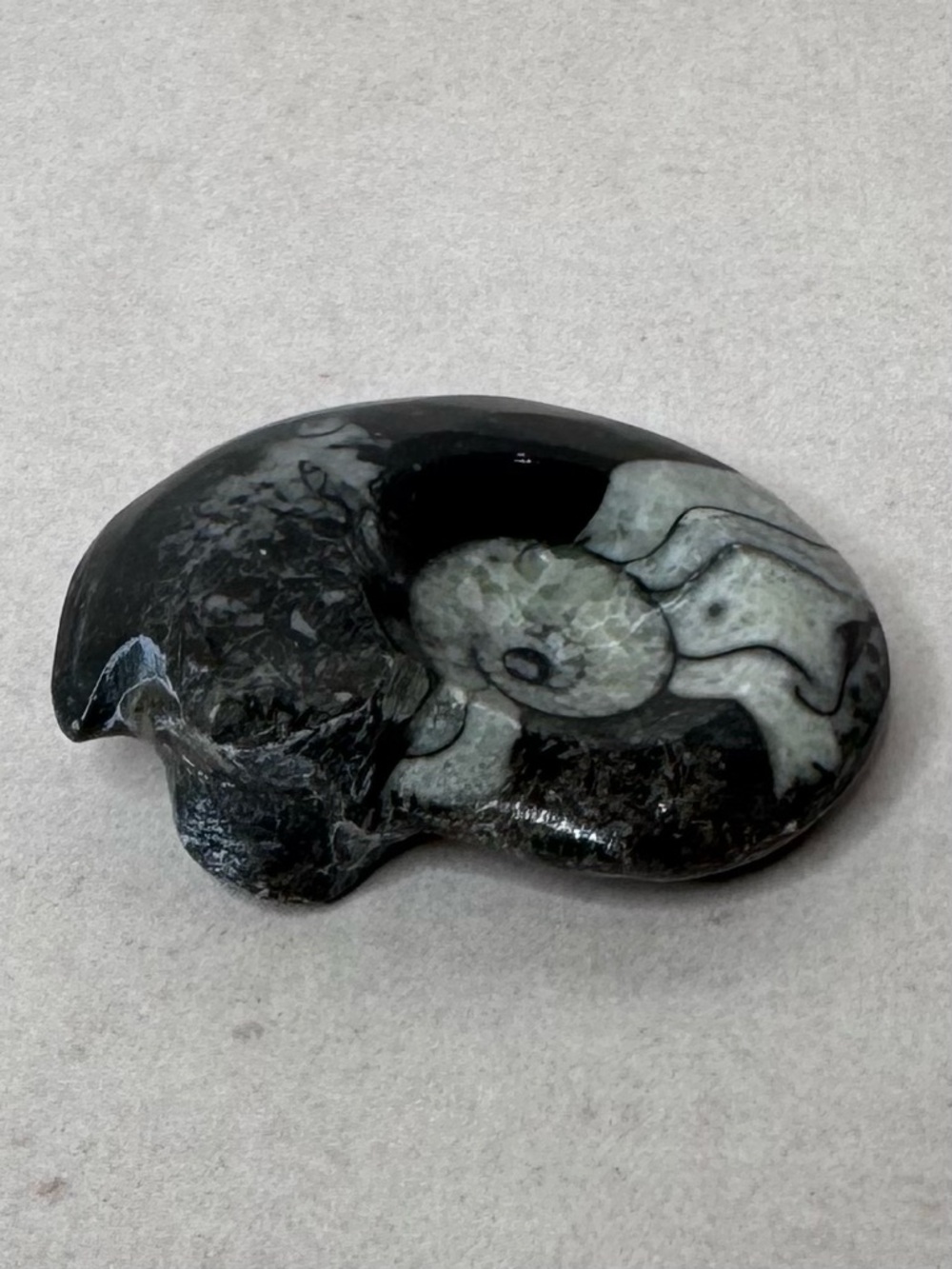 Polished Black & Gray Ammonite Fossil Display - Picture 5 of 8